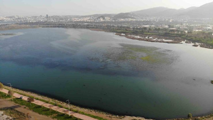 İzmir İnciraltı sahilini deniz marulu sardı