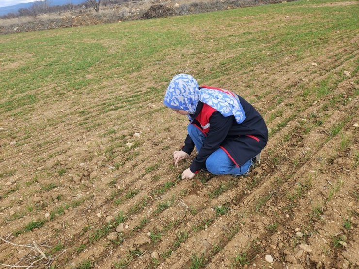 Hububat ve haşhaş ekili alanlarda arazi kontrolleri yapmaya devam ediyor