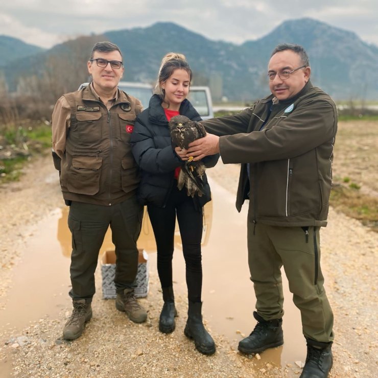 Menteşe’de yaralı Şahin kurtarıldı