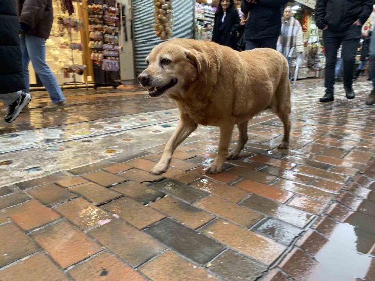 Bu köpekler her etkinlikte var