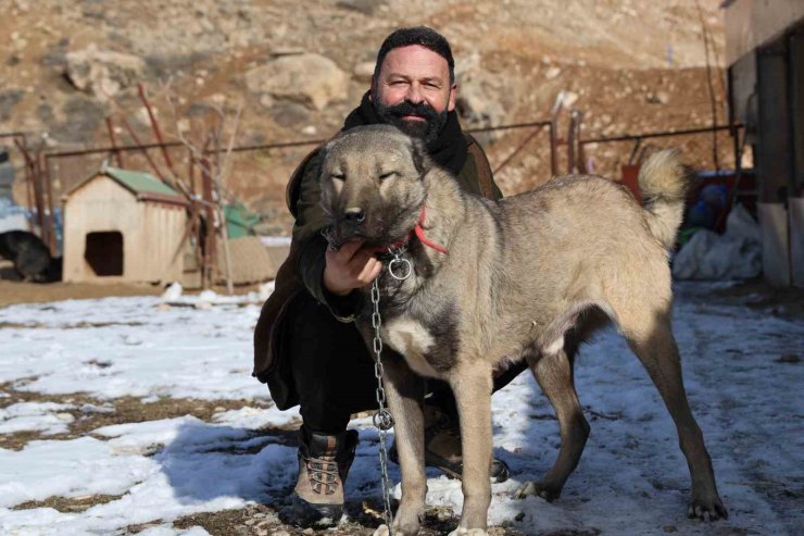 İklim değişikliği kangal köpeklerinin yapısını değiştirdi