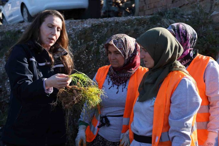 Safran ve salep fideleri Manavgat’ta toprakla buluştu