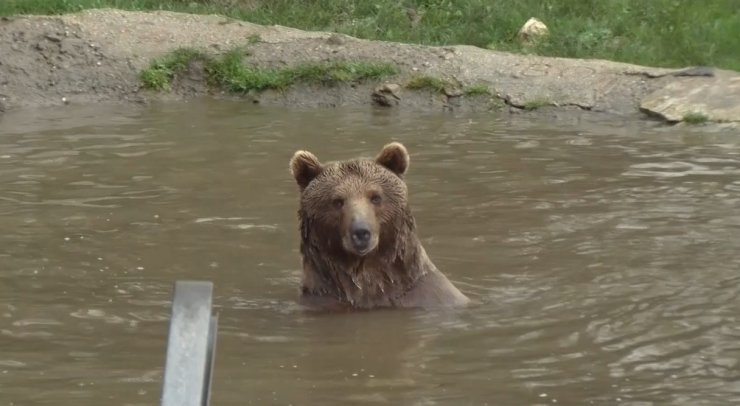 Ayı firarda...Milli parklar ve bölge sakinleri alarmda