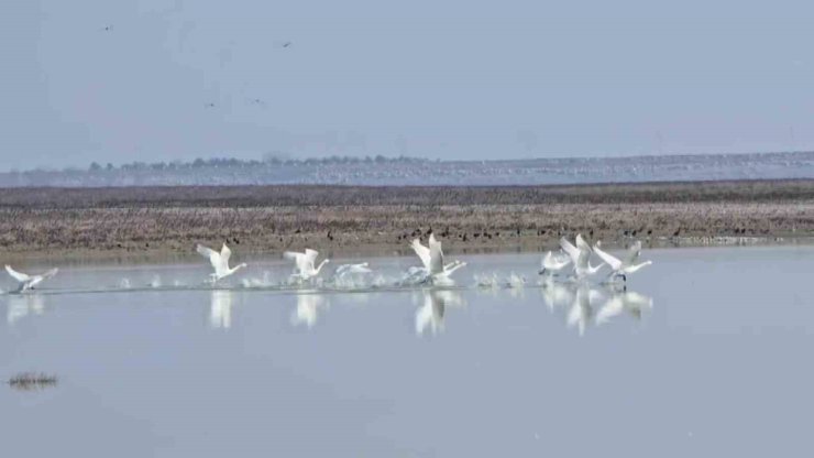 Yedikuğular Kuş Cenneti’nin nadir görülen misafirleri: 12 ötücü kuğu kışı geçirmek için geldi