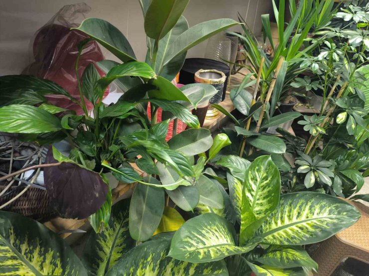 Saksı çiçeklerinde böceklenme tehlikesi