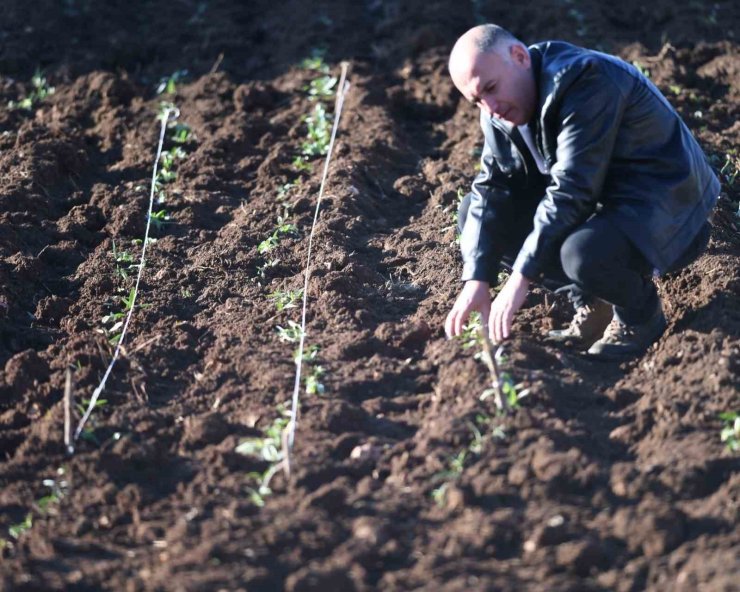 Mardin’de sahlep fidesi toprakla buluşturuldu