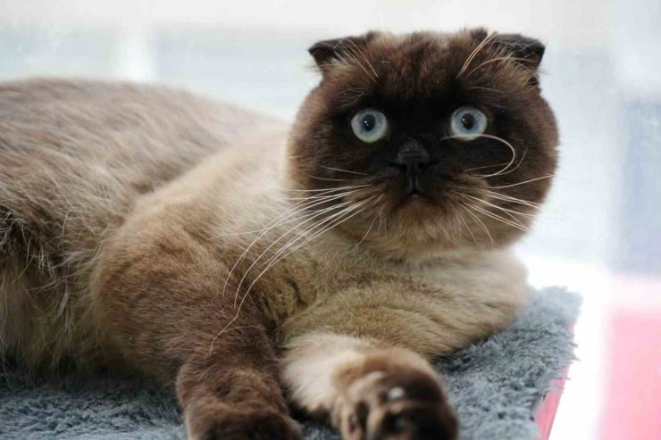 Samsun’da 6 bin 302 kedi ve köpeğe çip takıldı