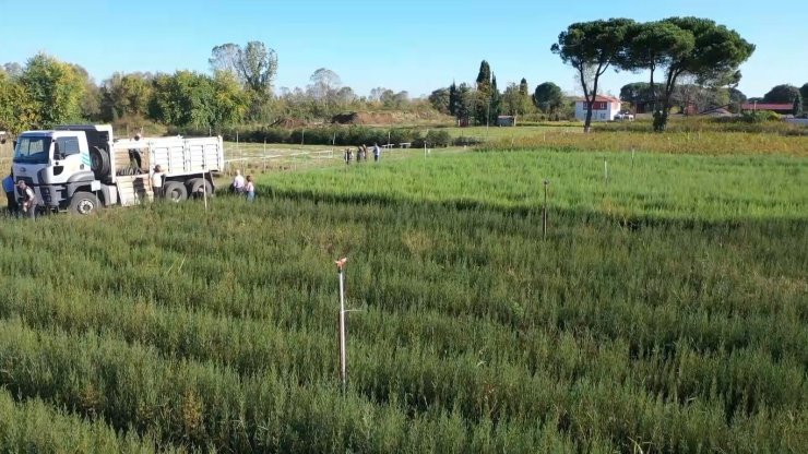 ’Yeşil Vatan’a yılda 10 milyon fidan