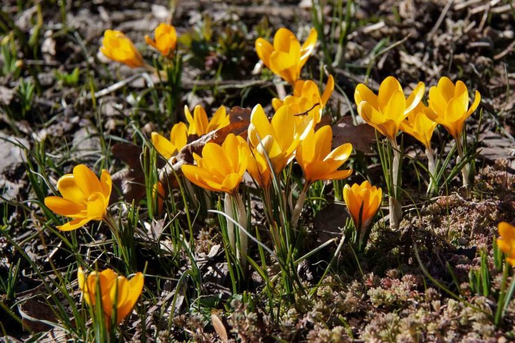 Ankara’da baharın müjdecisi ‘çiğdemler’ çiçek açtı