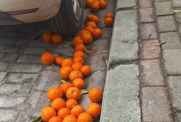 Efeler’in simgesi turunçlar çürümeye terk edildi