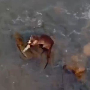 Azgın suların keskin avcısı balık yakalarken görüntülendi