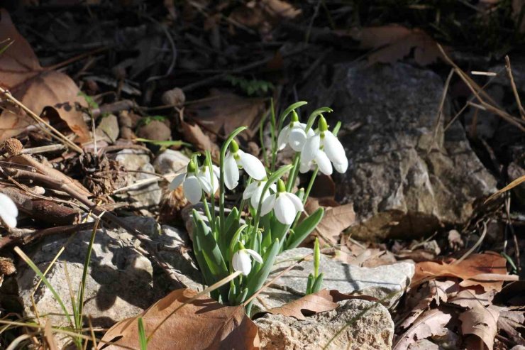 Beyşehir’de kış ortasında yalancı bahar