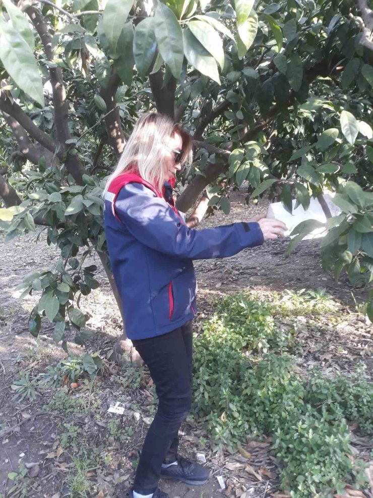 Narenci bahçelerinde zararlı sayımı yapıldı