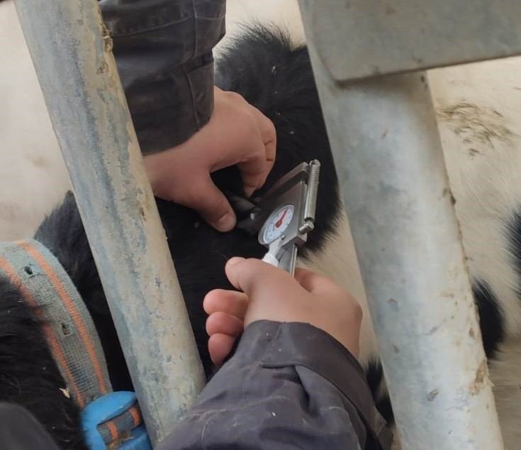 Ereğli’de büyükbaş hayvanlara hastalıktan arı işletme testleri yapılıyor