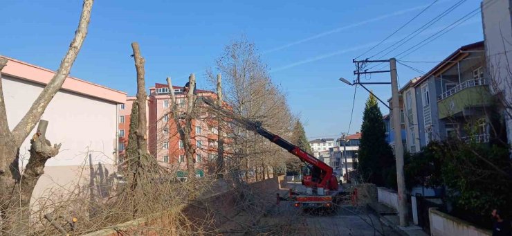 Öğrencilerin güvenliği için okullardaki ağaçlar budanıyor