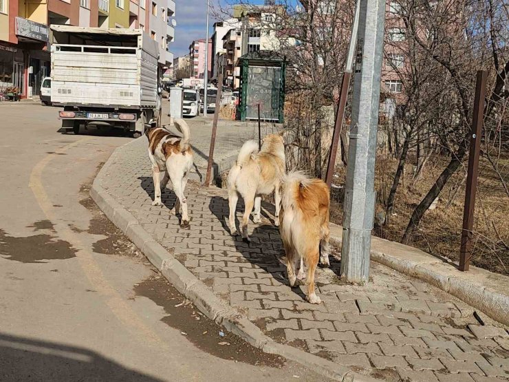 İspir’de başıboş köpekler tehdit oluşturuyor