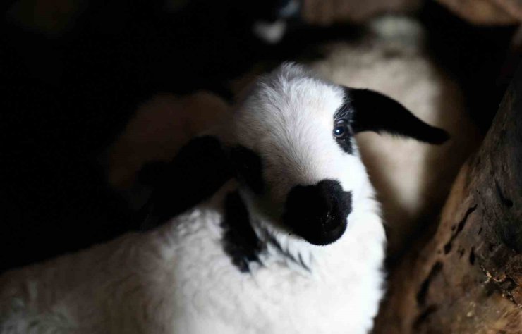 Bayburt’ta yeni doğan kuzularla birlikte besicilerde tatlı telaş yaşanıyor