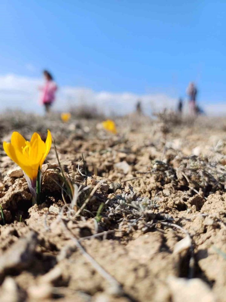 Bahar’ın habercisi kardelenler erken çiçek açtı
