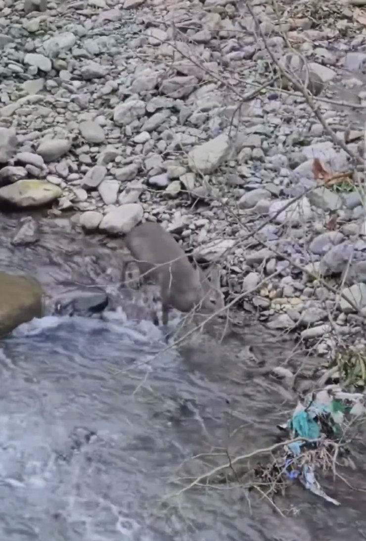 Kendini kurtarmak için dereye atlayan karaca vatandaşlar tarafından görüntülendi