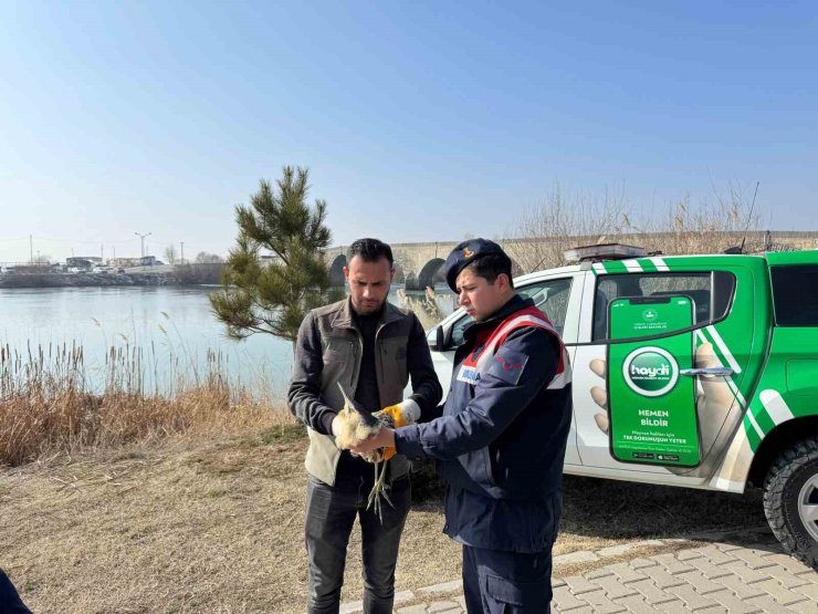 Muş’ta yaralı halde bulunan bayağı balaban kuşu koruma altına alındı