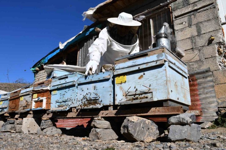 Şırnak’ta bal arıları kışı tam yaşamadan erken uyandı