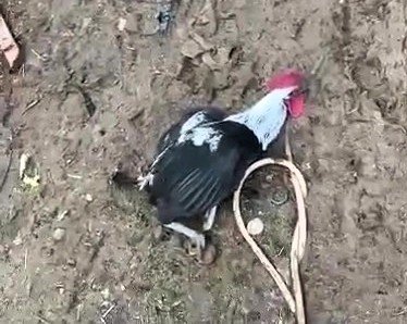 Denizli’nin horozu bayılana kadar öttü