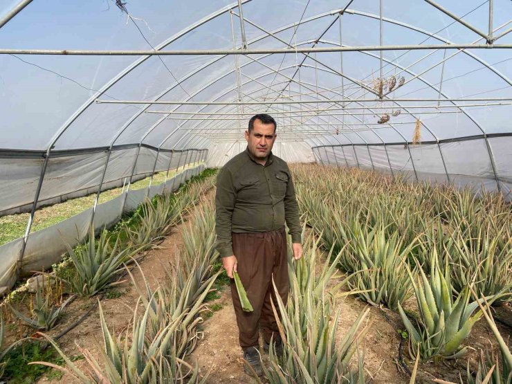 Derecik’in aloe vera üreticisi pazarlama sıkıntısı yaşıyor