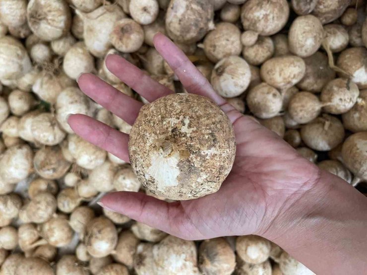 Toplamanın cezası 557 bin lira: O sarımsağı korumak için proje hazırlandı