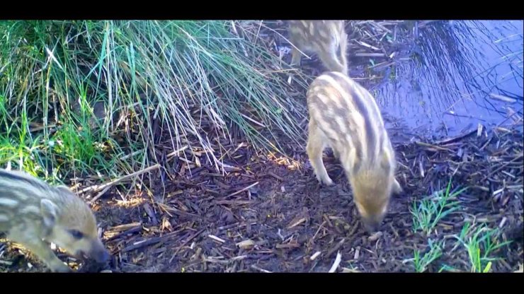 Yavru yaban domuzları, fotokapana takıldı