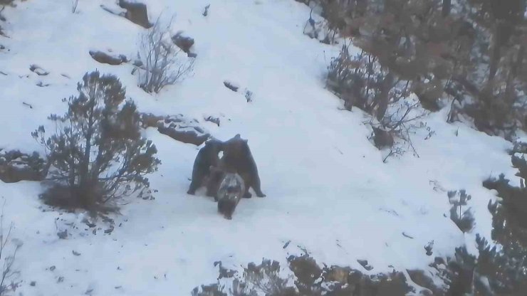 Yavru ayıların karda oyun keyfi kameralara takıldı