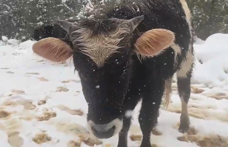 Kara rağmen büyükbaş hayvanlar otlanmaya çıktı