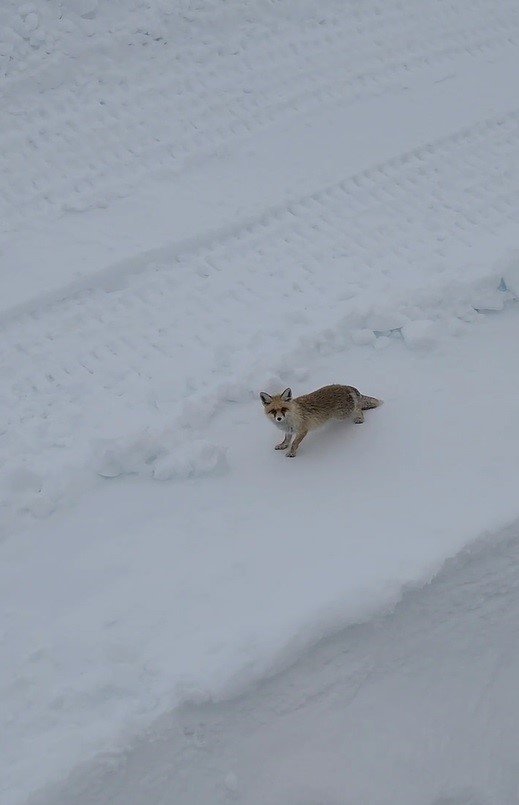 Bayburtlu vatandaş ekmek yemeyen tilkiyi meşhur Antep baklavasıyla besledi