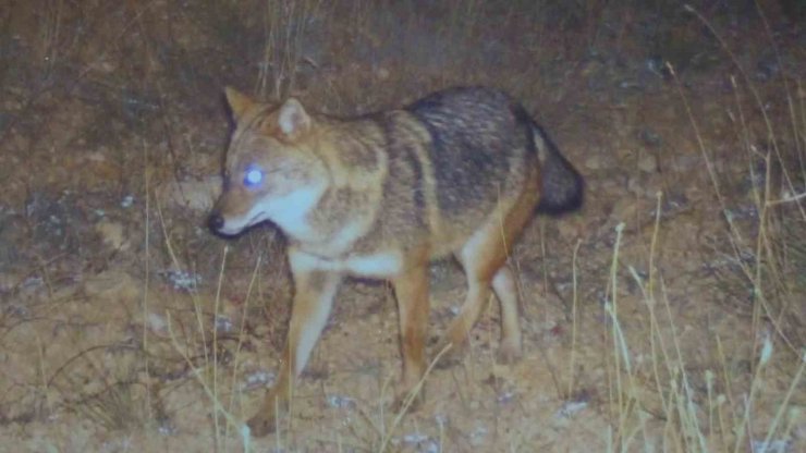 Prof. Dr. Şağdan Başkaya: "Tüm dünyada çakal popülasyonu artış eğiliminde"
