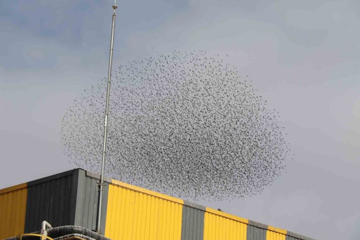 Gökyüzünde kuş sürüsünün hayran bırakan şöleni