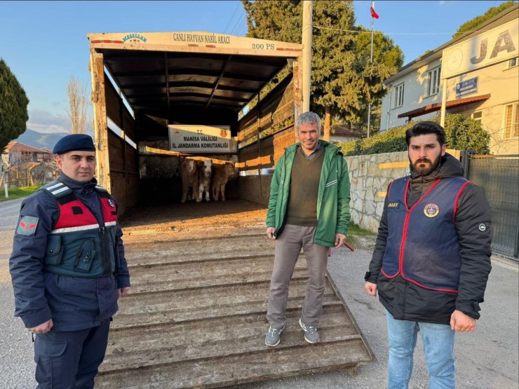 Akhisar’da çalınıp Bigadiç’te satılan buzağılar sahibine teslim edildi