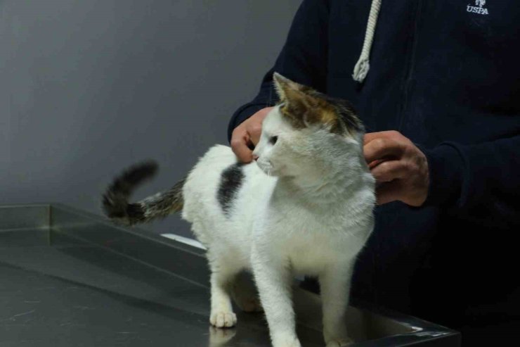 Ankara’da sahibinin otoparktaki aracında 2 gün kilitli bıraktığı kedi sahiplendirilecek