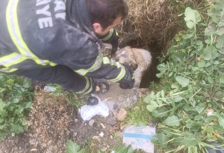 Arsuz’da kuyuya düşen köpeği itfaiye kurtardı