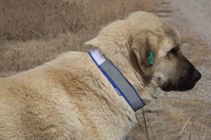 Sahipsiz hayvanları bakımevi dışında sokağa bırakanlara ağır yaptırım: Cezası 71 bin 965 lira