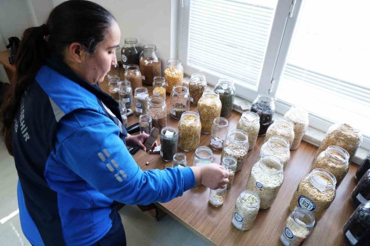 Muğla Büyükşehir’in yerel tohum dağıtımı devam ediyor