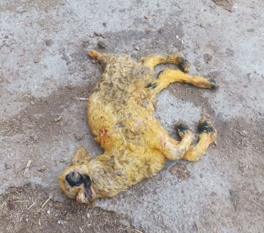 Üç kulaklı, tek gözlü ve ters ayaklı doğan kuzu görenleri hayrete düşürdü