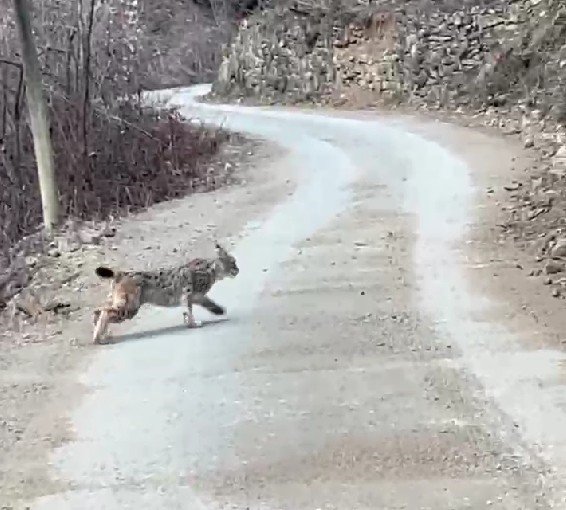 Artvin´de nesli tehlike altında olan vaşak görüntülendi