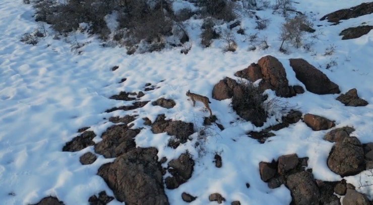 İlk defa vaşak gören Bayburtlu vatandaşın heyecanı ses tonuna yansıdı