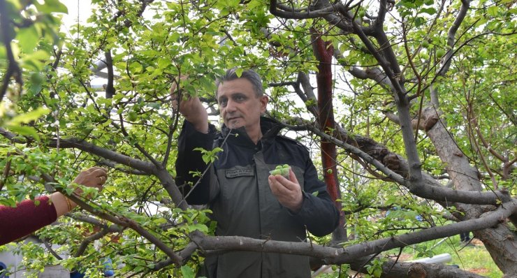 ORKÖY desteğinde üretilen eriklerin hasadı yapıldı