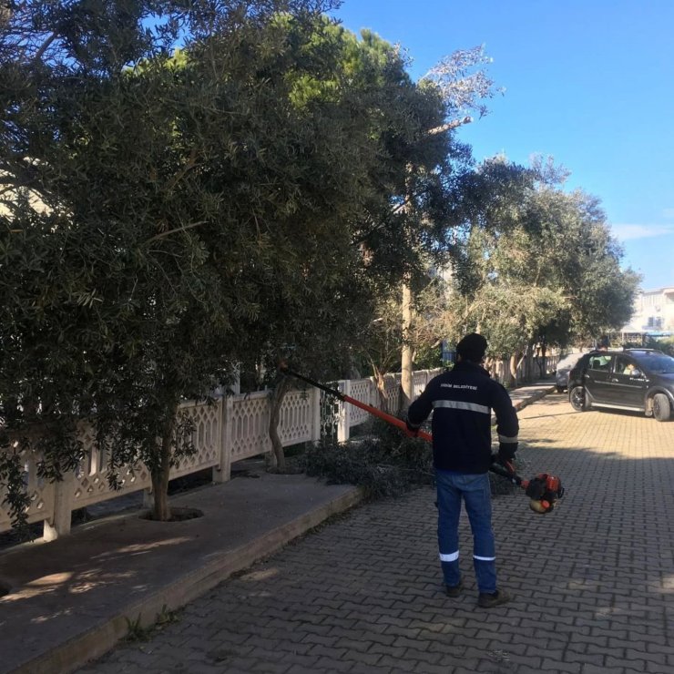 Didim’de ağaçlar budanıyor
