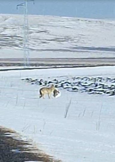 Aç kurt yerleşim yerine kadar indi