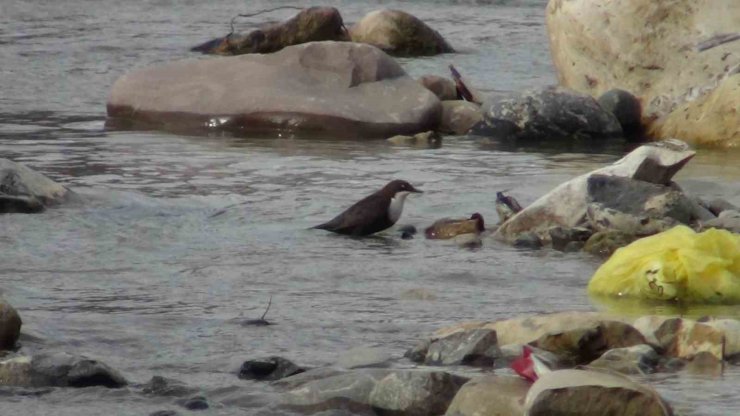 Şırnak’ta kuşlar karda yiyecek arayışında