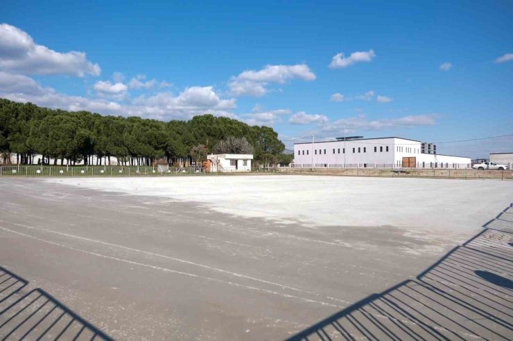 Efeler’deki deve güreşi için hazırlıklar sürüyor