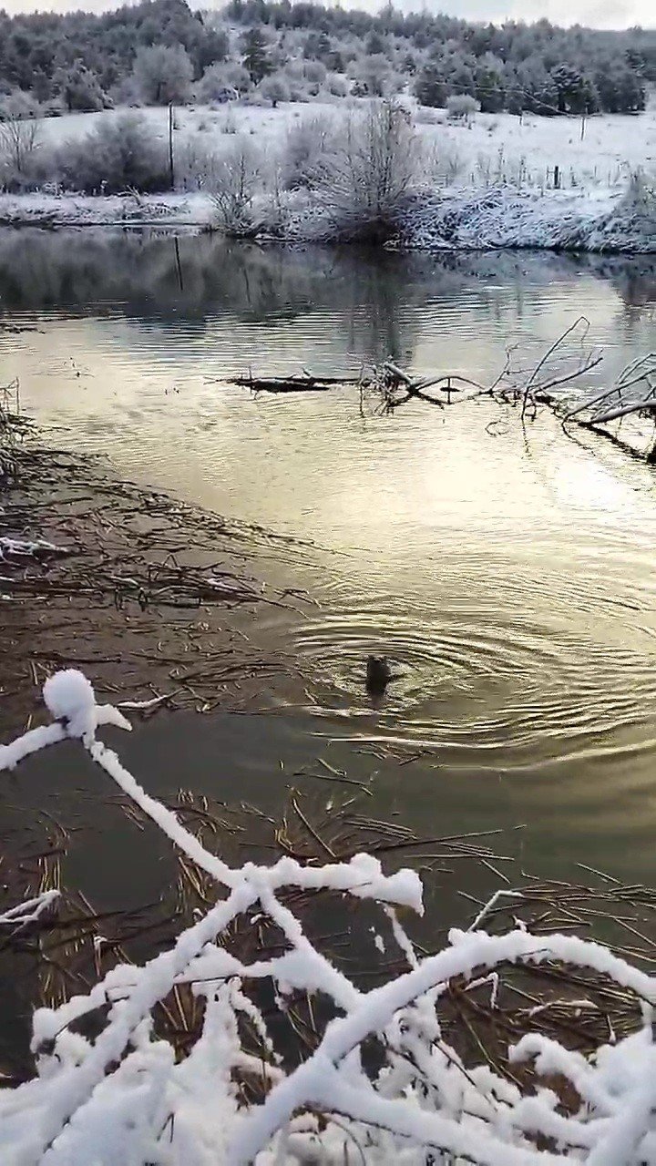 Su samurları yiyecek ararken görüntülendi