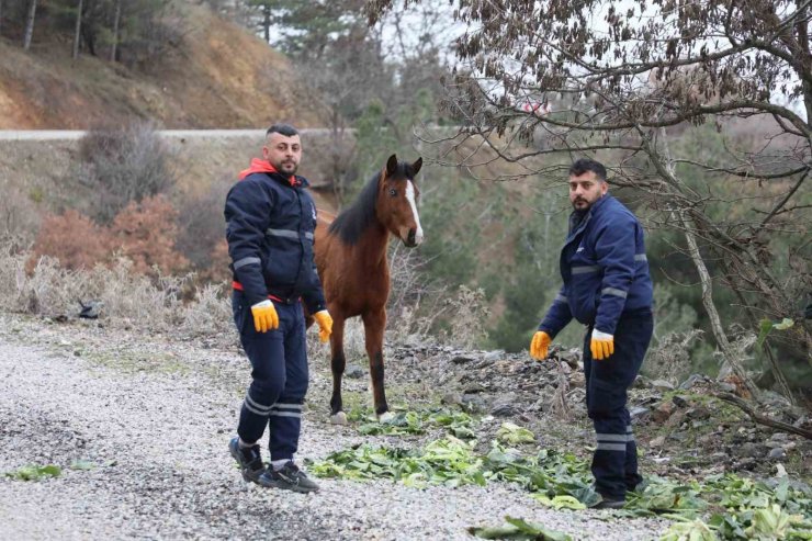 Şehzadeler Belediyesi’nden yılkı atlarına kış desteği