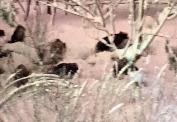 Ordu’da domuzlar şehir merkezine indi